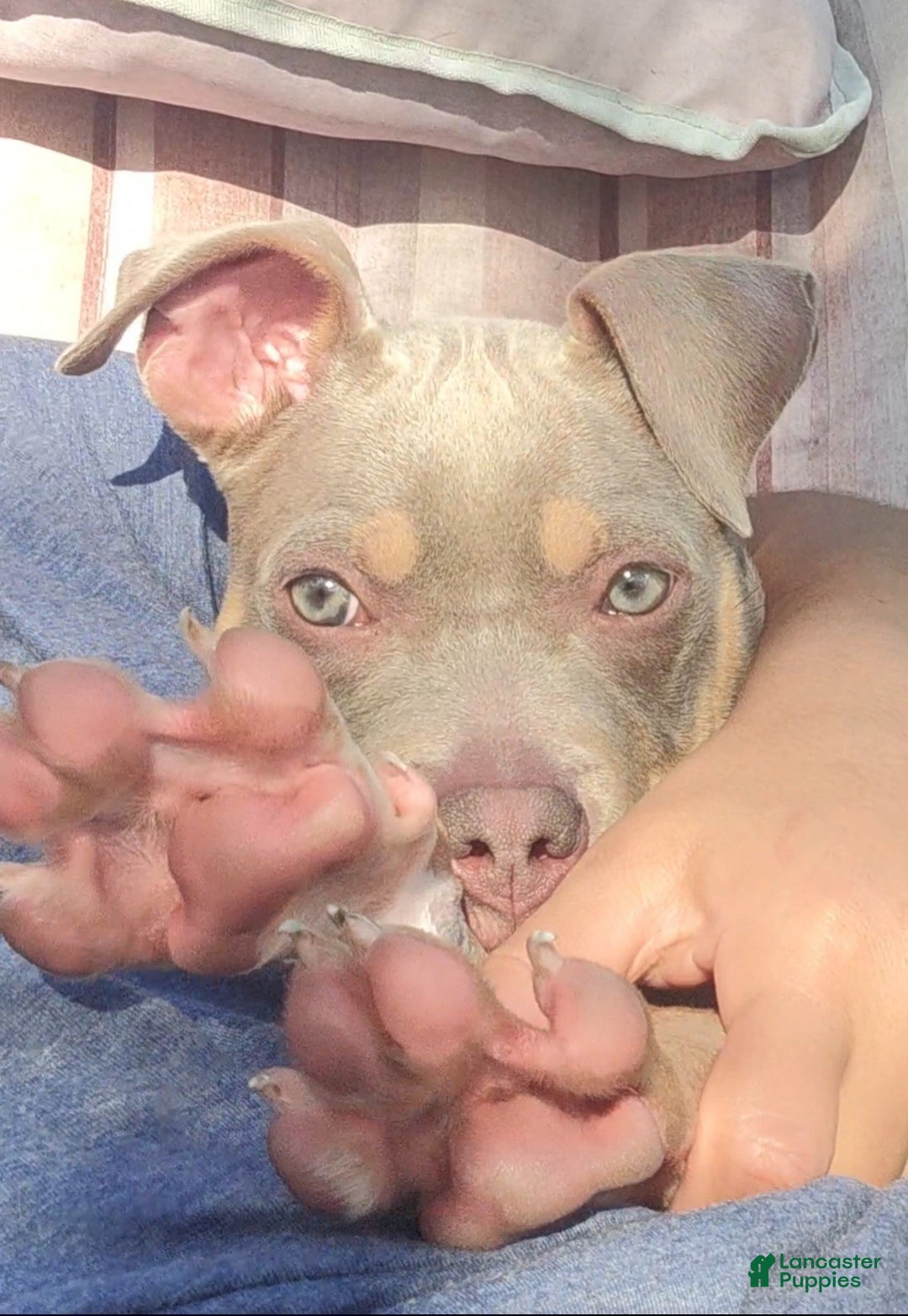 Gallery Image {{count}}