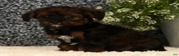Yorkiepoo dogs for sale: Unity - Ad 7