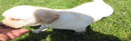 Labrador Retriever dogs for sale: Labrador Retriever Puppy 3 - Ad 11