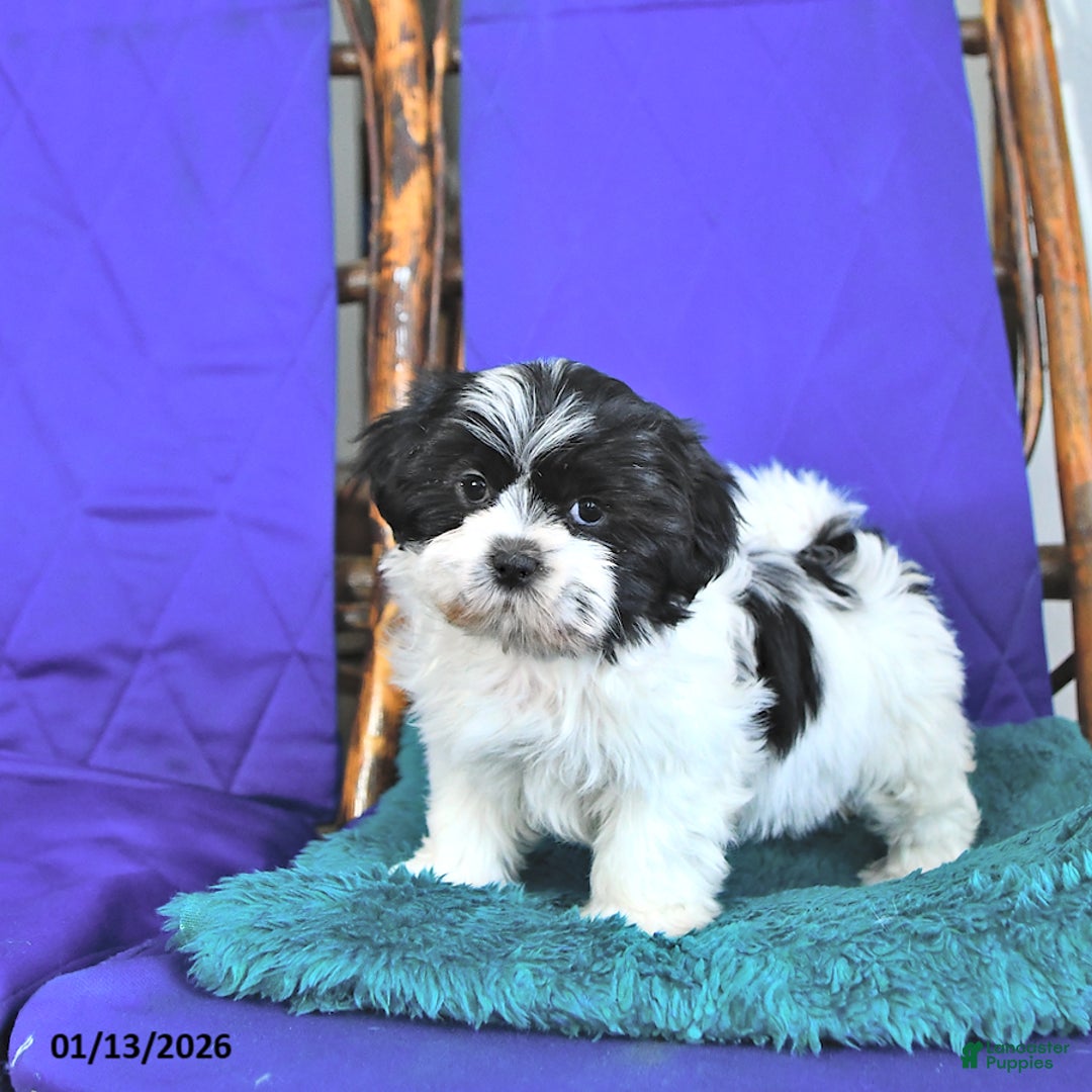 Shih Tzu dogs for sale: Frisky - Ad 3