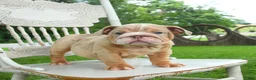 English Bulldog dogs for sale: Bubbles - Ad 4
