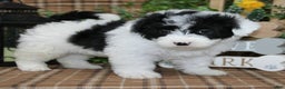 Sheepadoodle dogs for sale: Scout - Ad 2