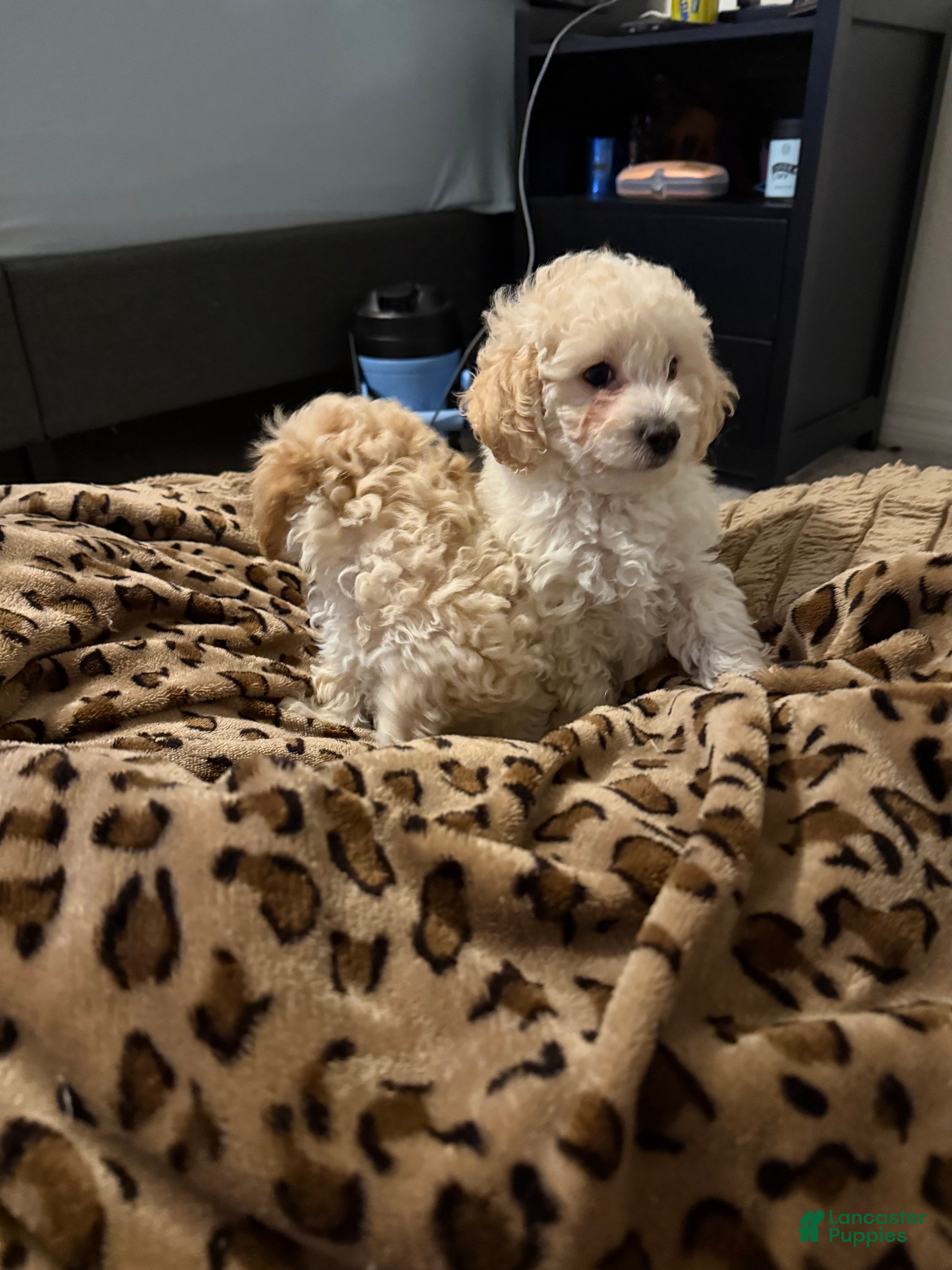 Toy Poodle dogs Toy Poodle 1 - Ad 1