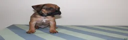 American Bully dogs for sale: American Bully 1 - Ad 3