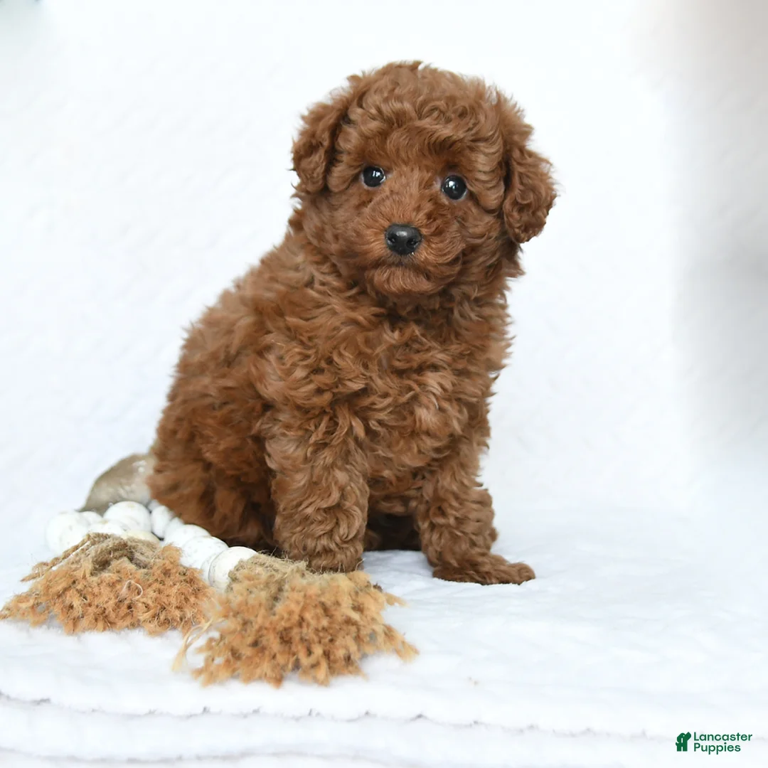 Miniature Poodle dogs for sale: Kai  - Ad 2