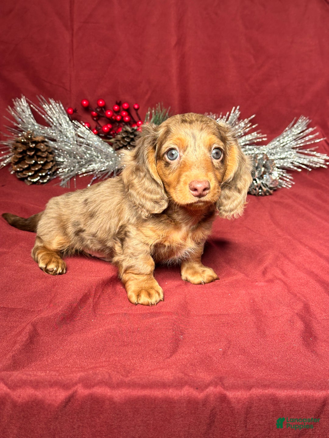 Miniature Dachshund dogs for sale: Nick - Ad 2