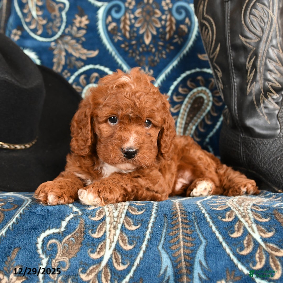Cavapoo dogs for sale: Rover - Ad 3