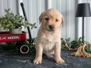 Goldador dogs Lyla - Ad 1