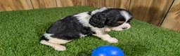 Cavalier King Charles Spaniel dogs for sale: Bessie Boy 1 - Ad 7