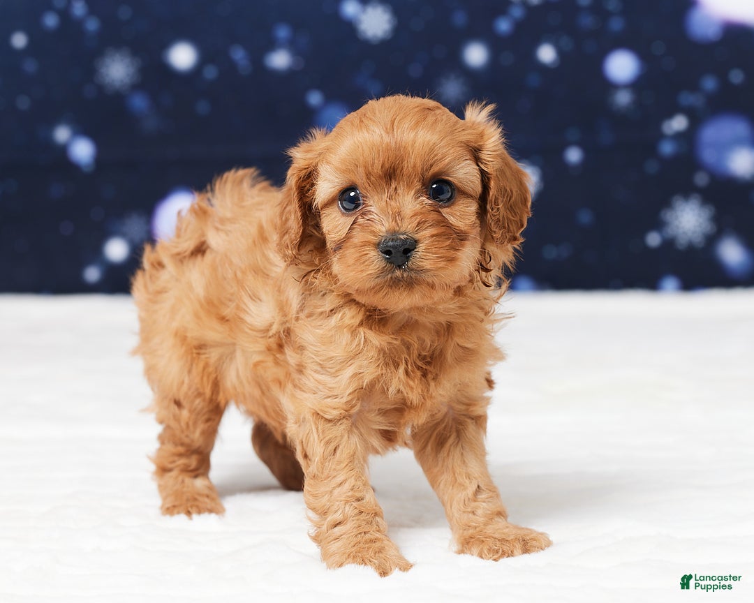 Cavapoo dogs for sale: Belmont - Ad 4