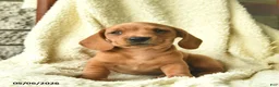 Miniature Dachshund dogs for sale: King   - Ad 3