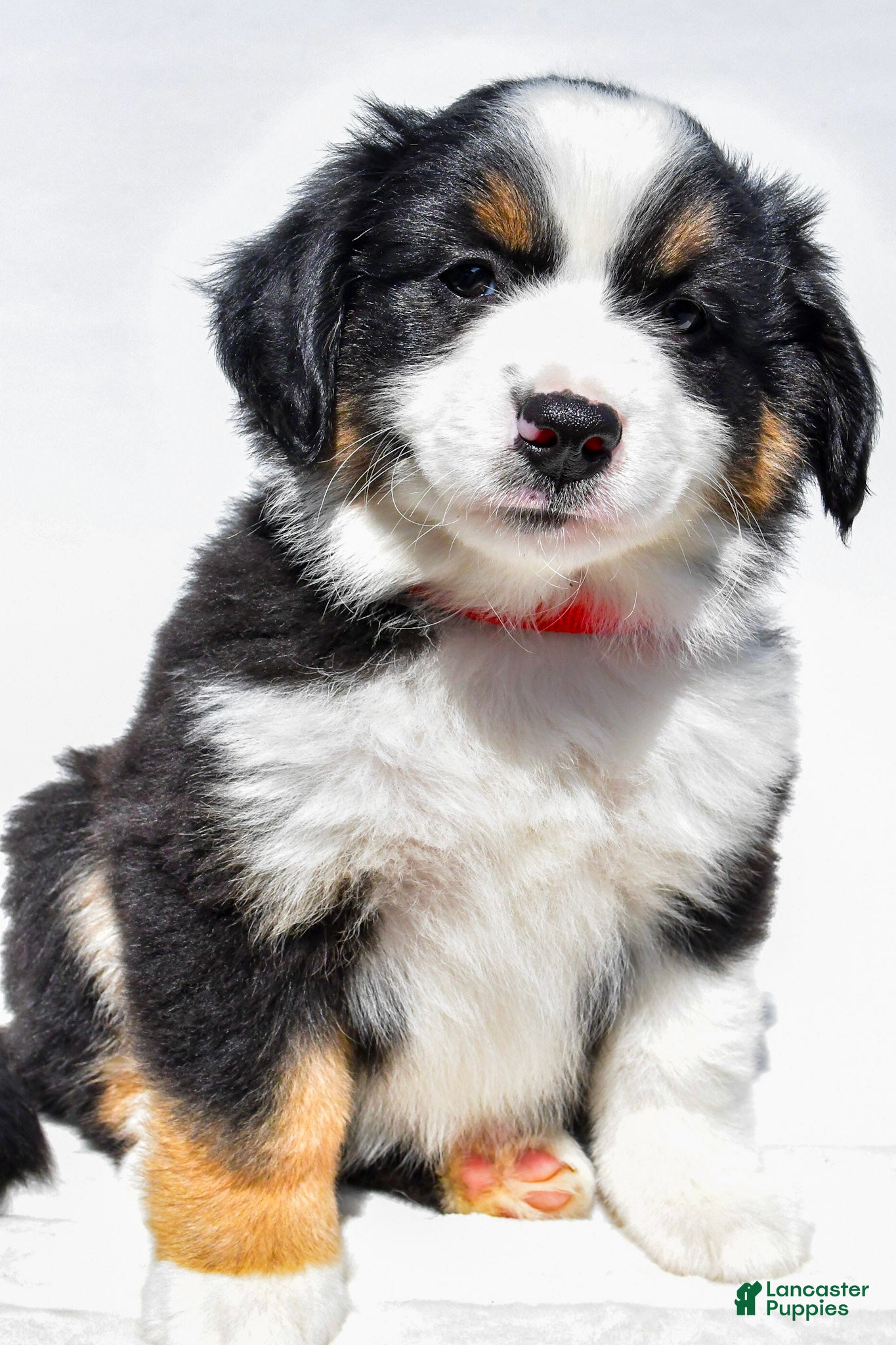 Miniature Australian Shepherd dogs Zoey - Ad 2