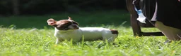 French Bulldog dogs for sale: French Bulldog 3 - Ad 4
