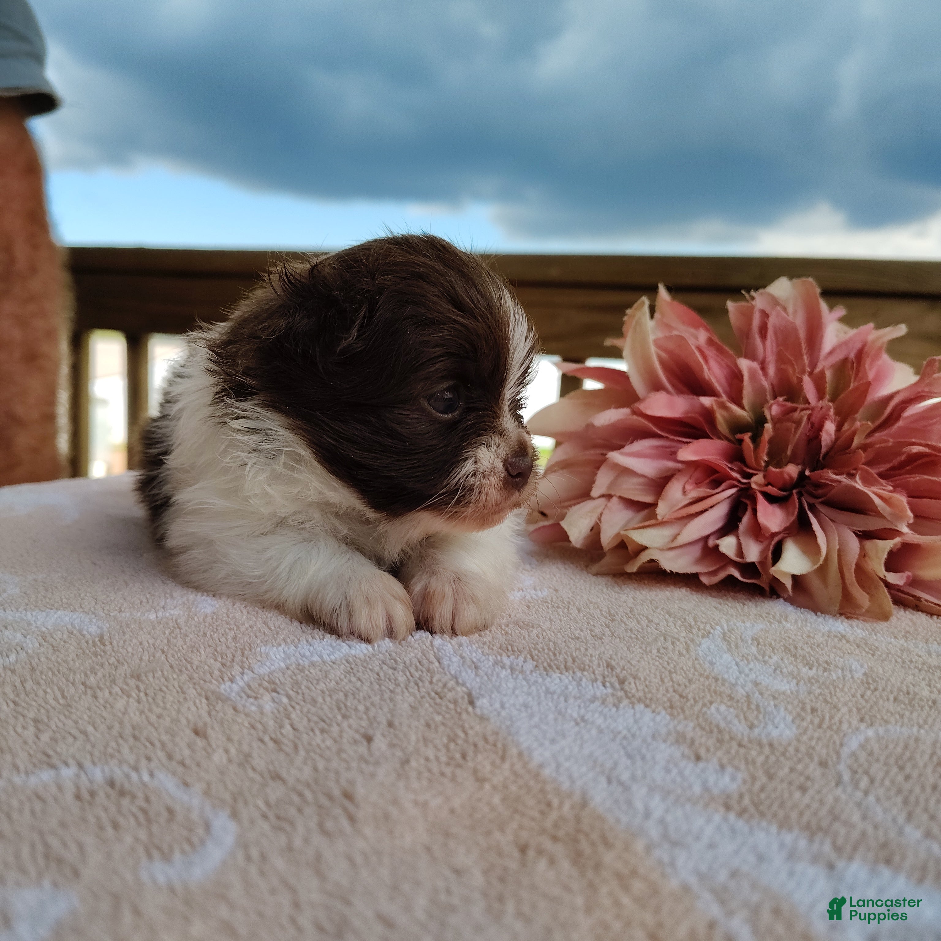 Pomeranian dogs Peachy keen - Ad 2