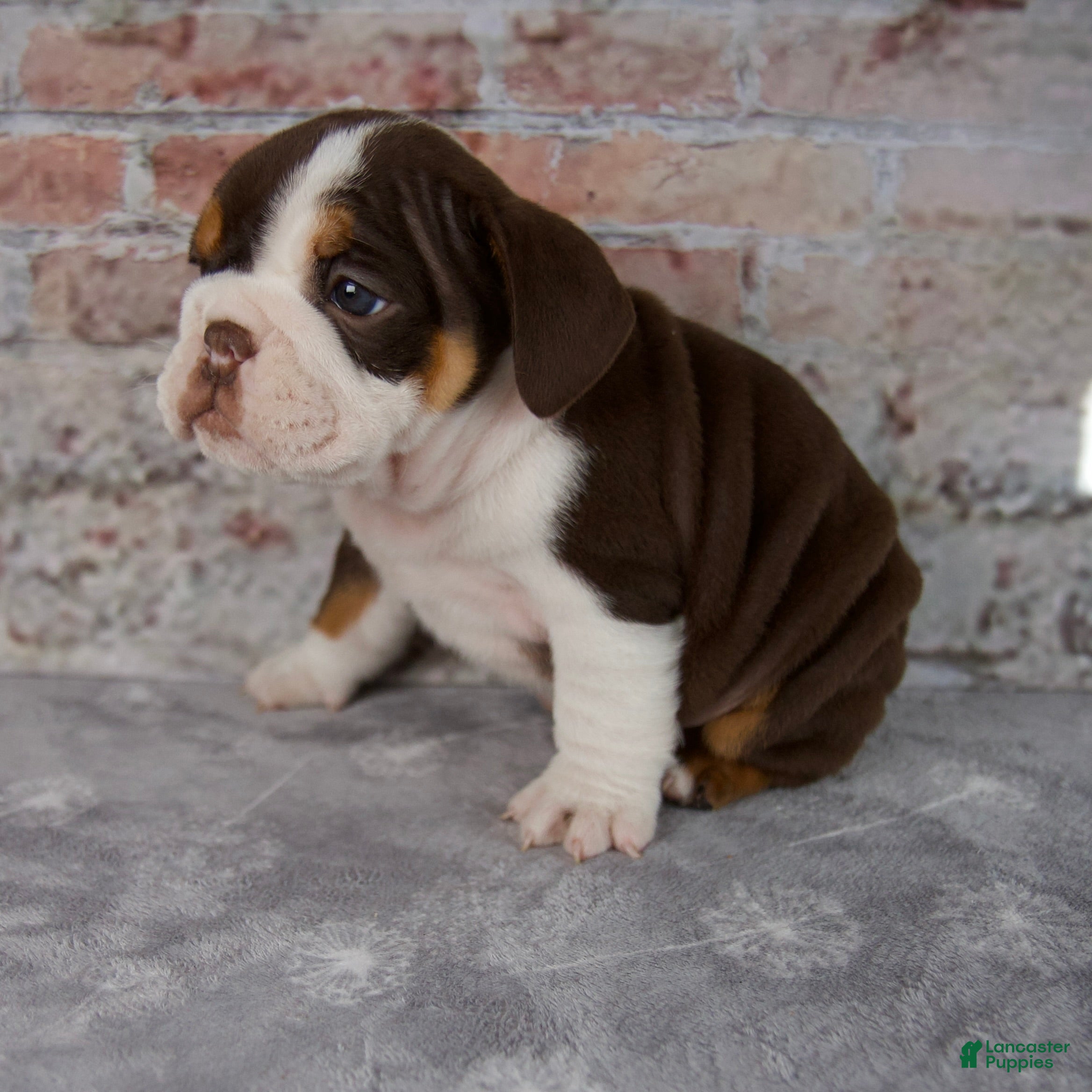 Beabull dogs Gracie - Ad 2