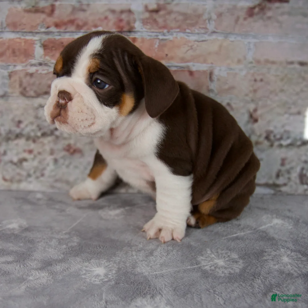 Beabull dogs for sale: Gracie - Ad 2
