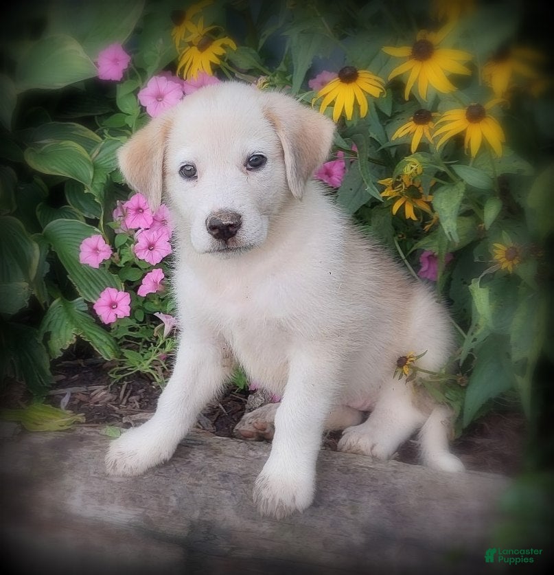 Mixed Breed dogs Lana - Ad 1