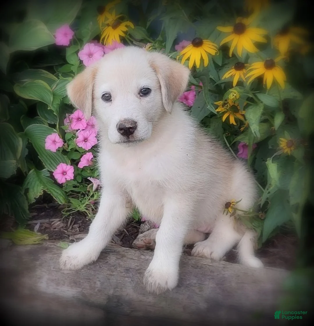 Mixed Breed dogs for sale: Lana - Ad 1
