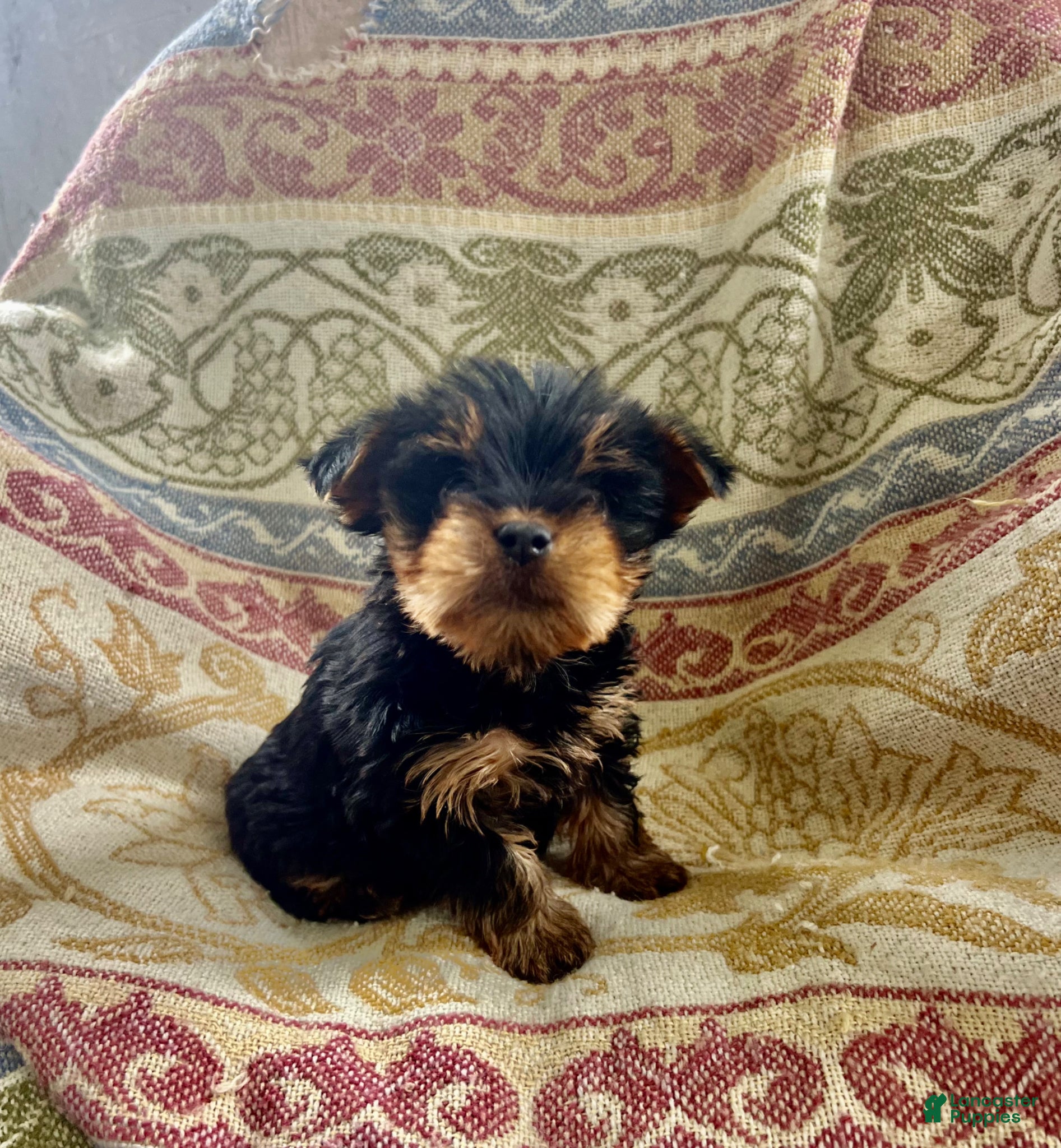 Yorkshire Terrier dogs Debbie May - Ad 1