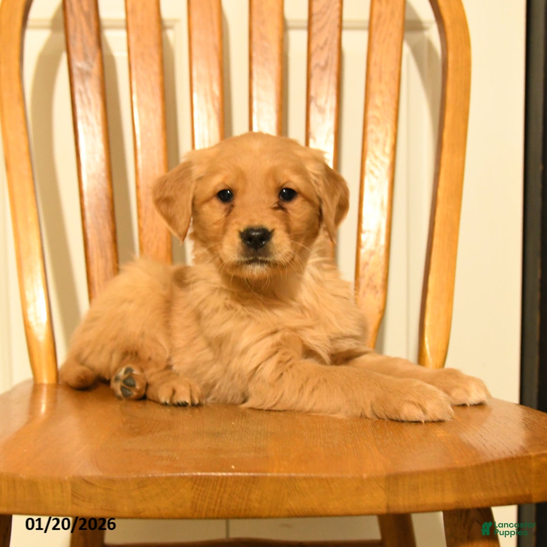 Golden Retriever dogs for sale: Buttercup - Ad 1