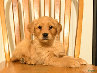 Golden Retriever dogs Buttercup - Ad 23