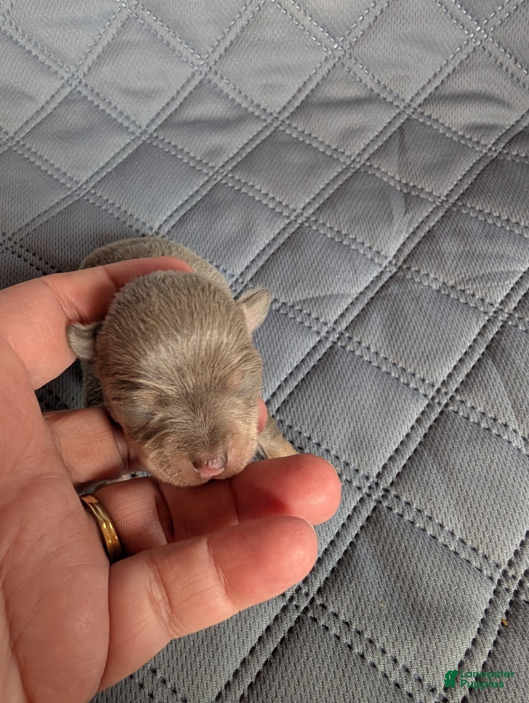 Chihuahua dogs for sale: Phoenix - Ad 3