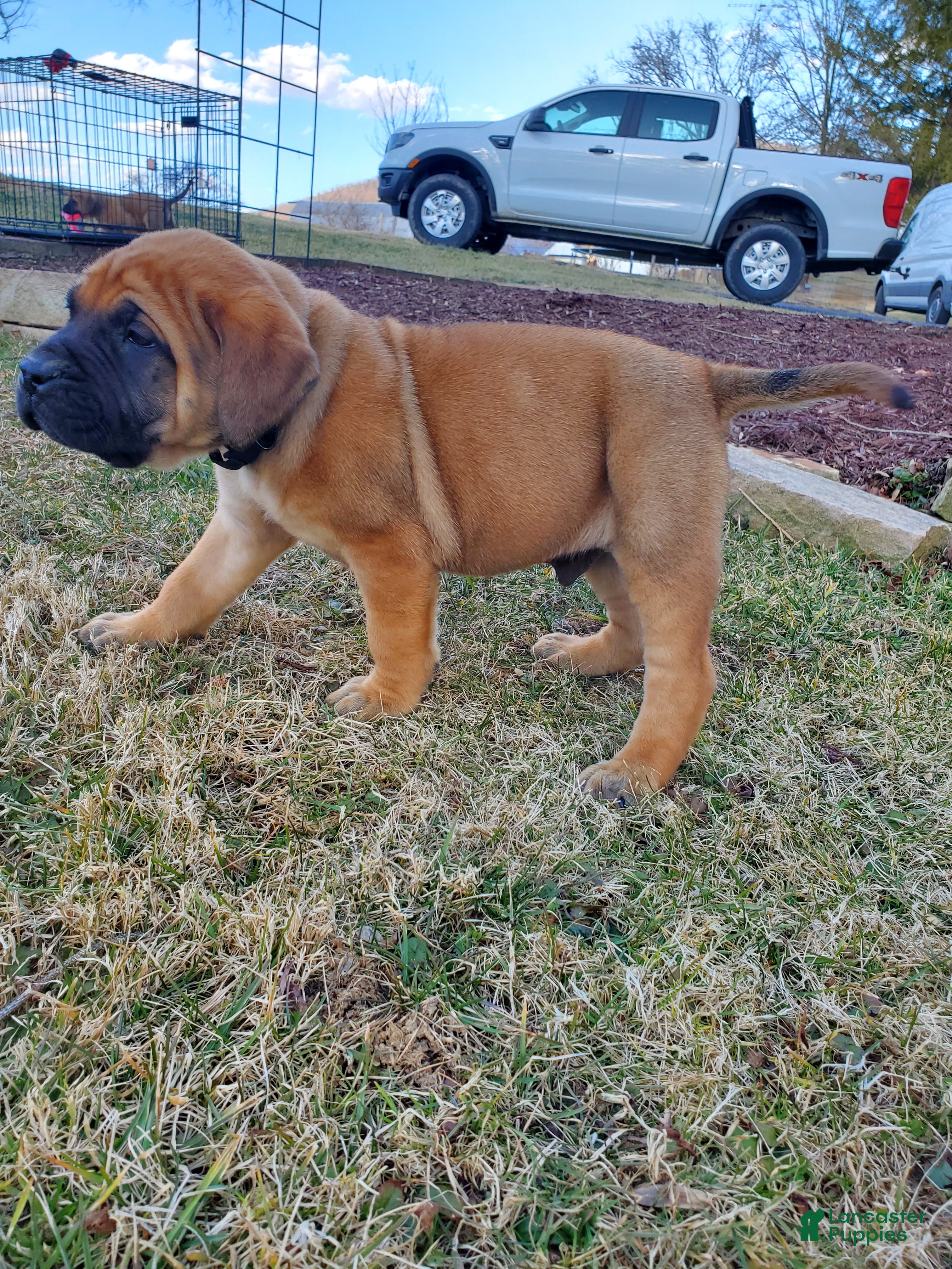 English Mastiff dogs Sawyer - Ad 2