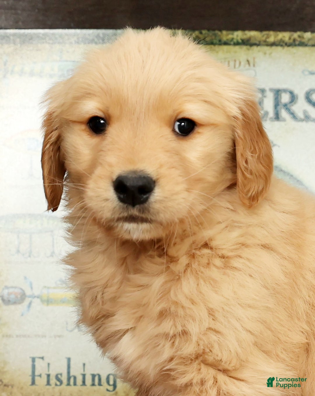 Golden Retriever dogs for sale: Dewy - Ad 9
