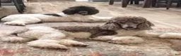 Standard Poodle dogs for sale: Emory  - Ad 2