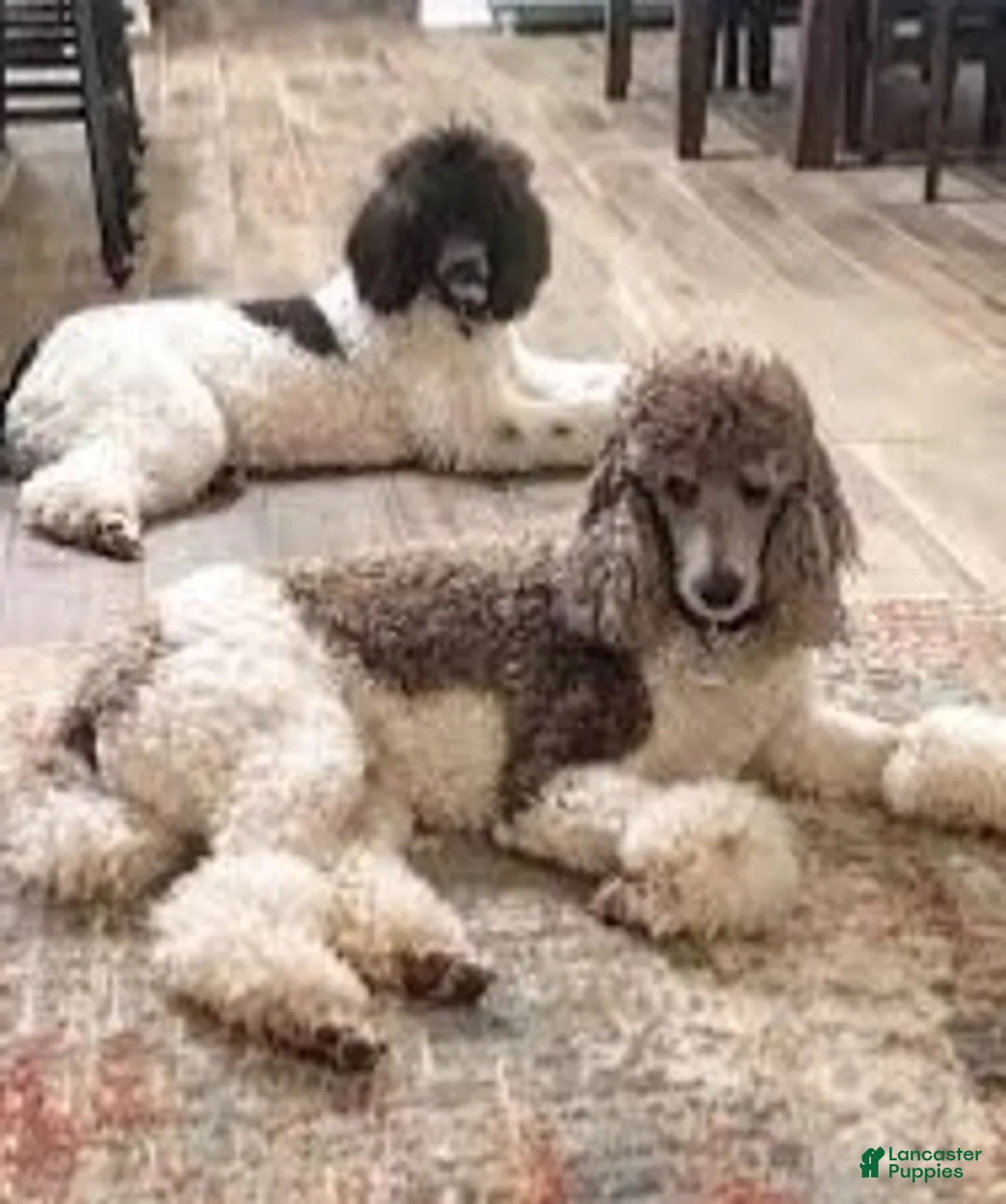 Standard Poodle dogs for sale: Emory  - Ad 2