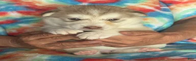Alaskan Malamute 4
