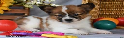 Papillon dogs for sale: Trooper - Ad 2