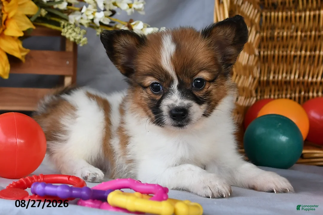 Papillon dogs for sale: Trooper - Ad 2