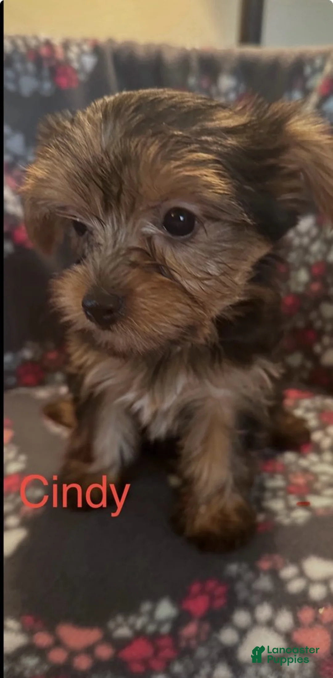Yorkshire Terrier dogs for sale: Cindy Female  - Ad 1