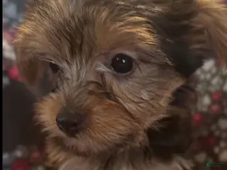 Yorkshire Terrier dogs for sale: Cindy Female - Ad 1
