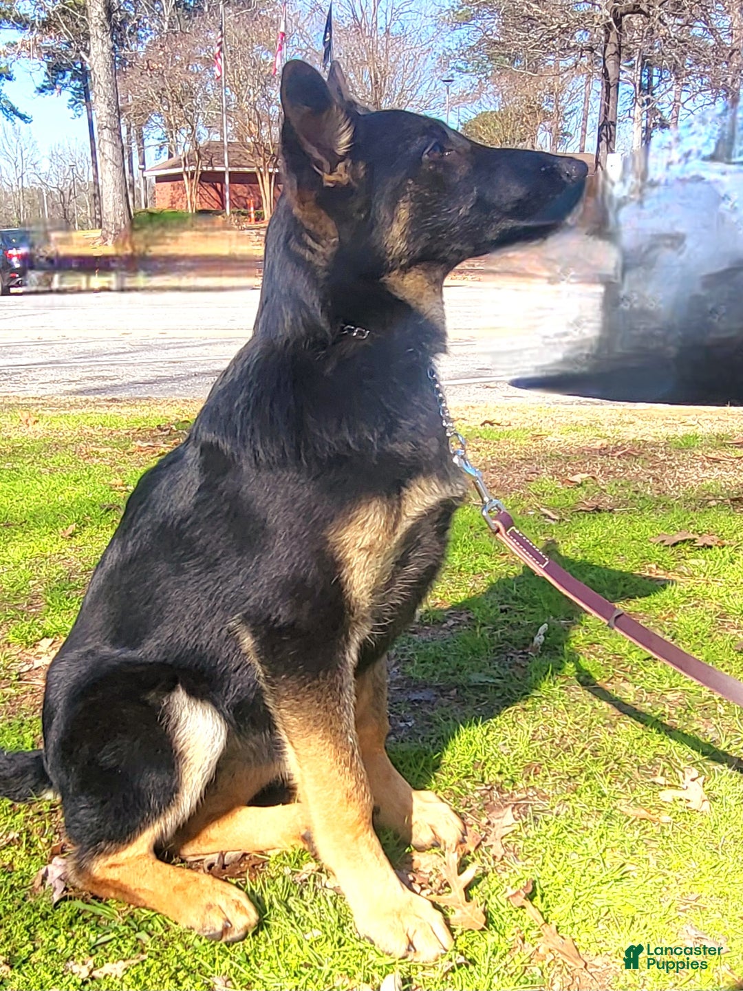 German Shepherd dogs for sale: German Shepherd Puppy 1 - Ad 3