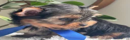 Yorkshire Terrier dogs for sale: Taco - Ad 13