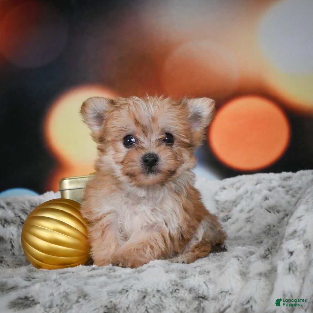 Morkie dogs for sale: mel - Ad 5