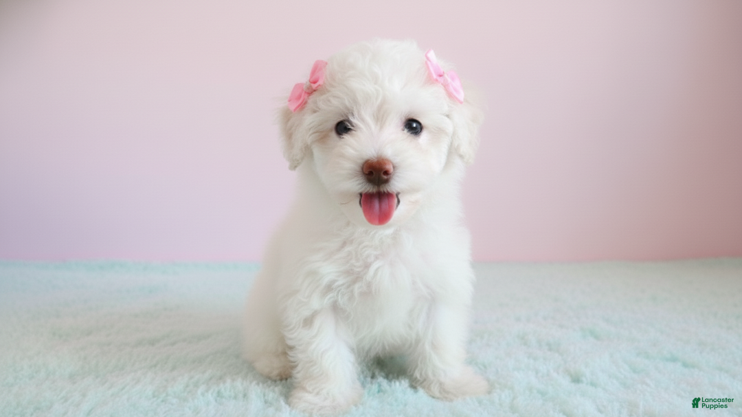 Maltipoo dogs for sale: PRINCESS - Ad 4