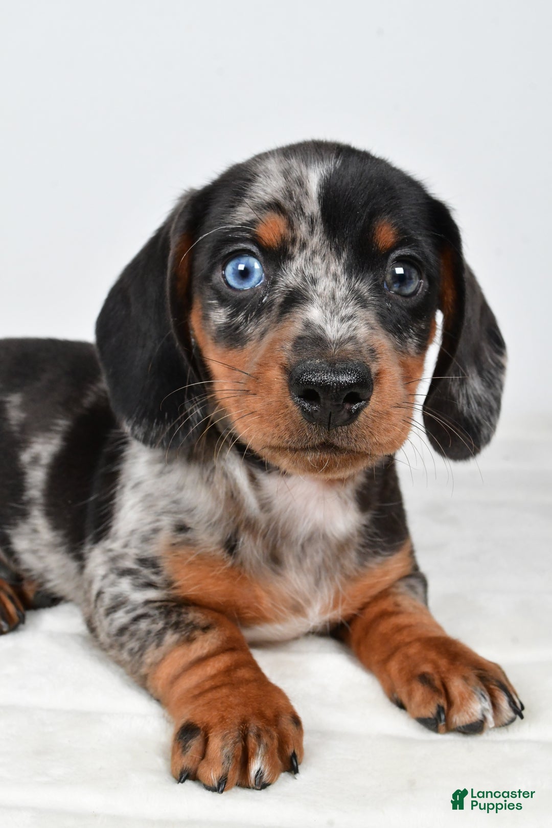 Miniature Dachshund dogs for sale: Theo - Ad 3
