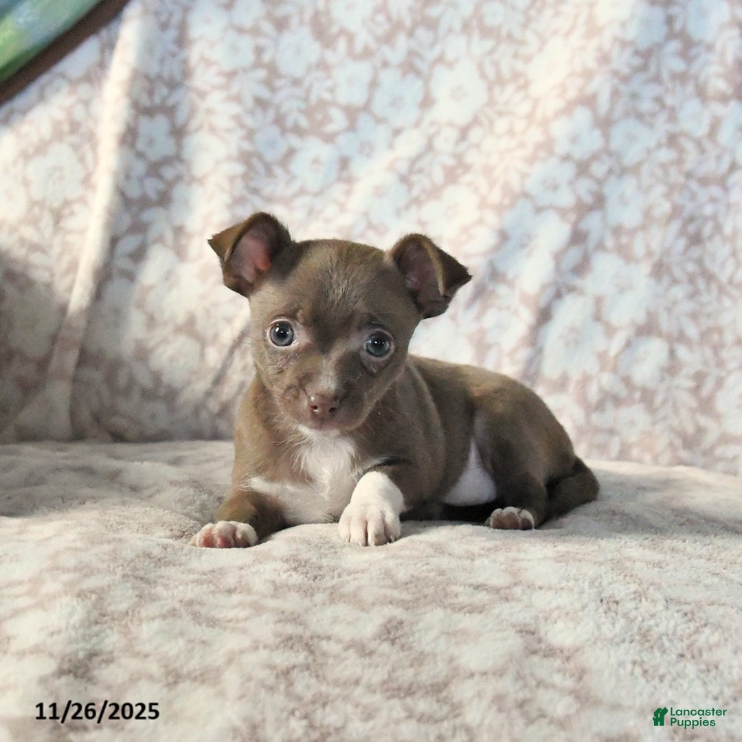 Chihuahua dogs for sale: Misty - Ad 2