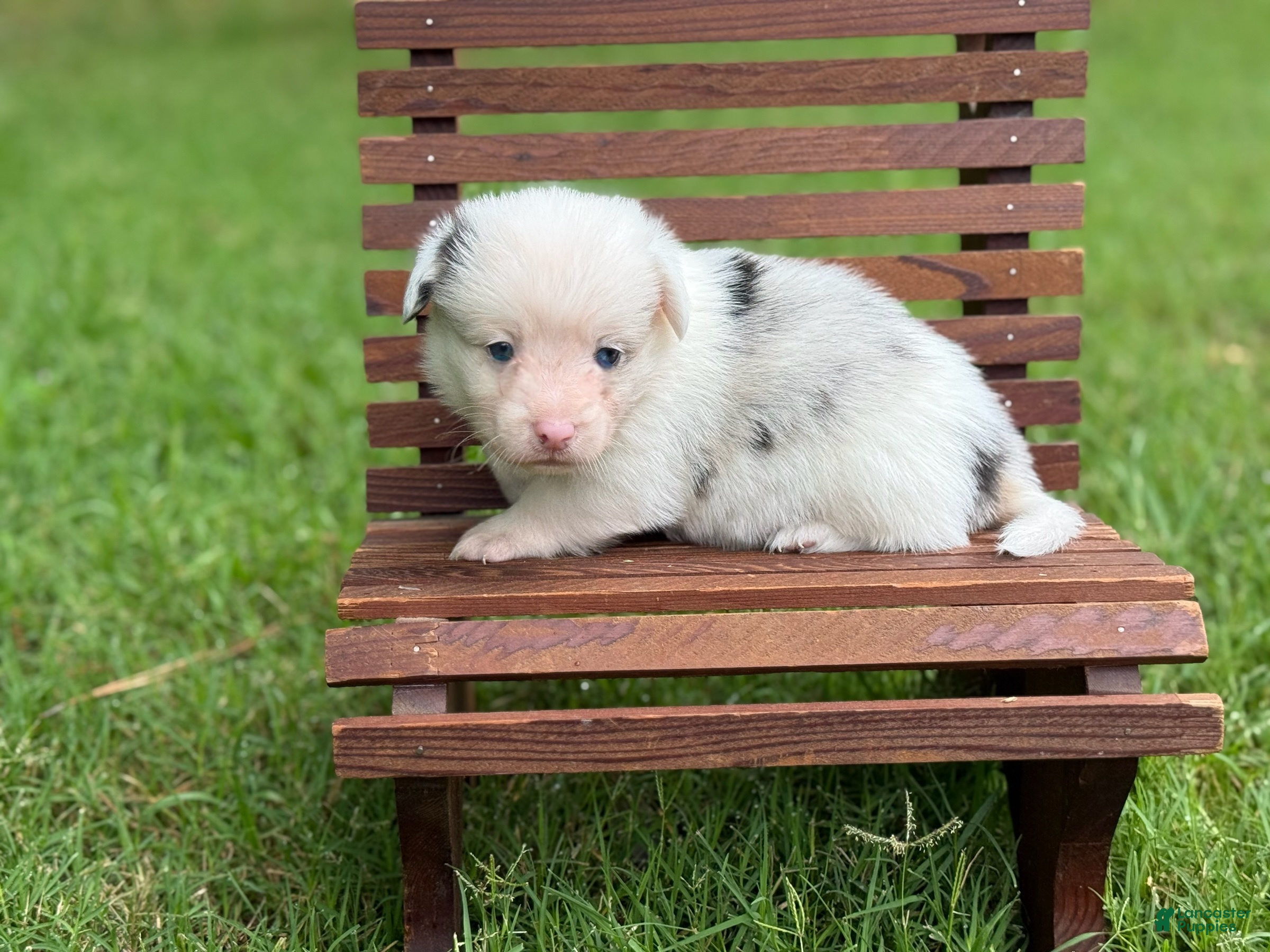 Mixed Breed dogs Full Tail Mismark  - Ad 42