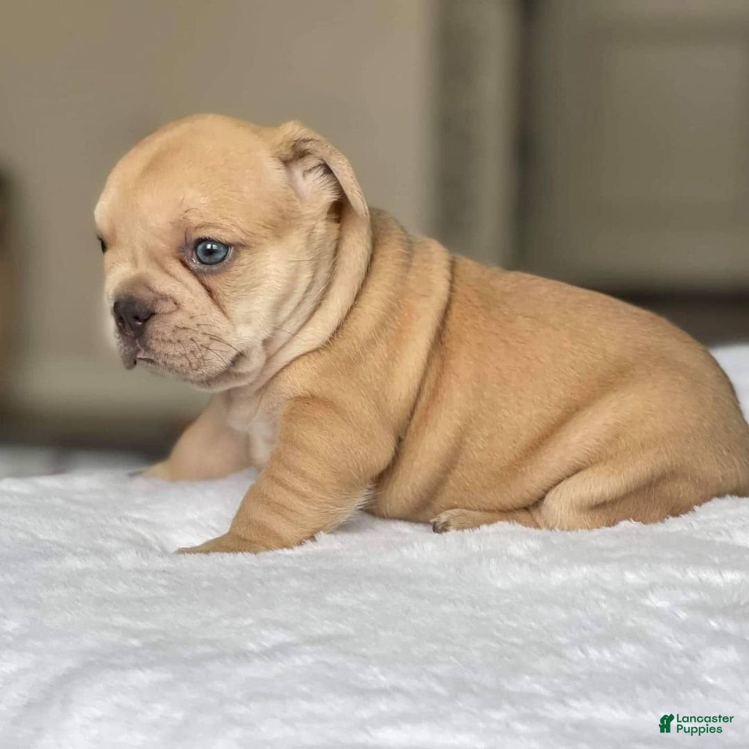 French Bulldog dogs for sale: Loli - Ad 2