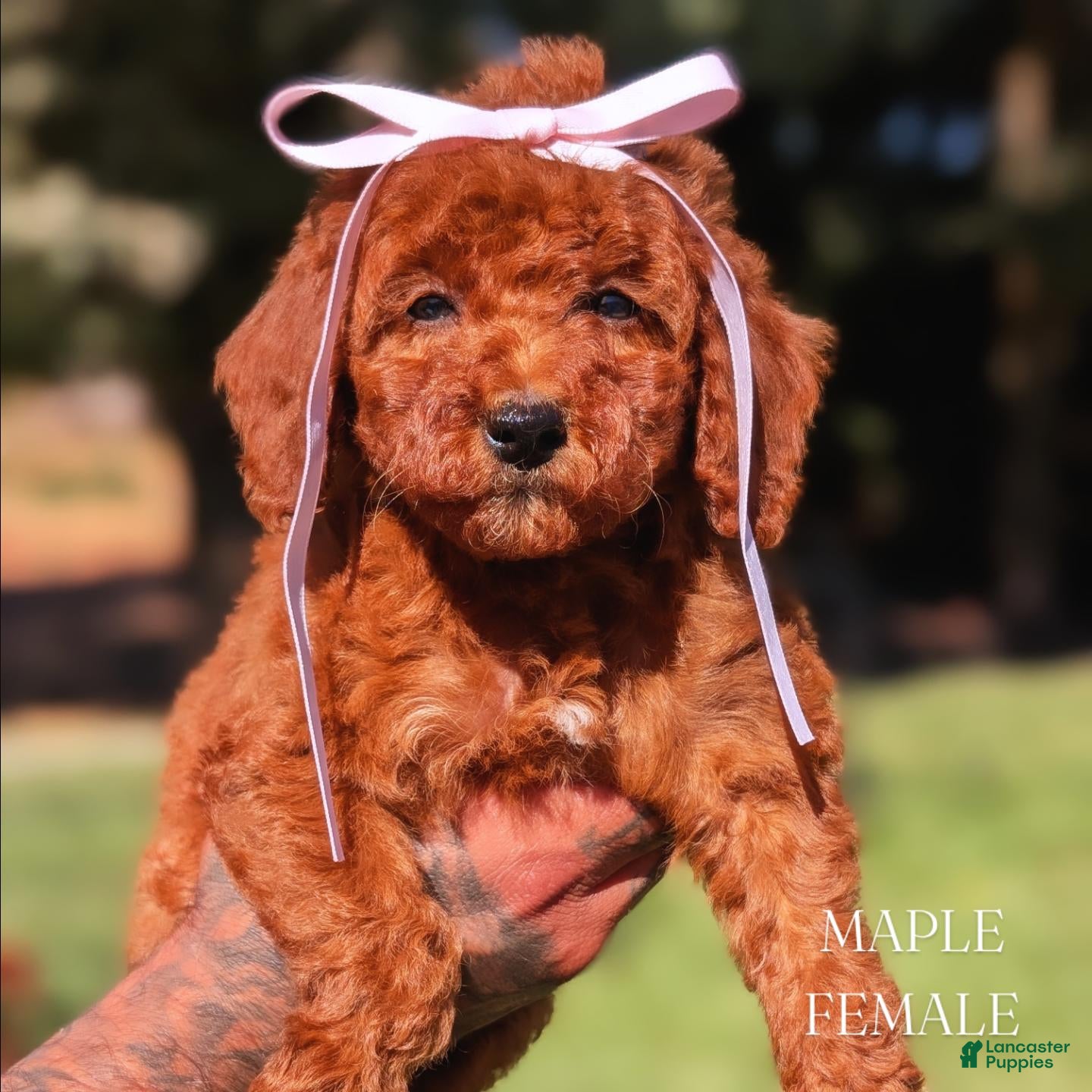 Mini Goldendoodle dogs 🍁 MAPLE  - Ad 1