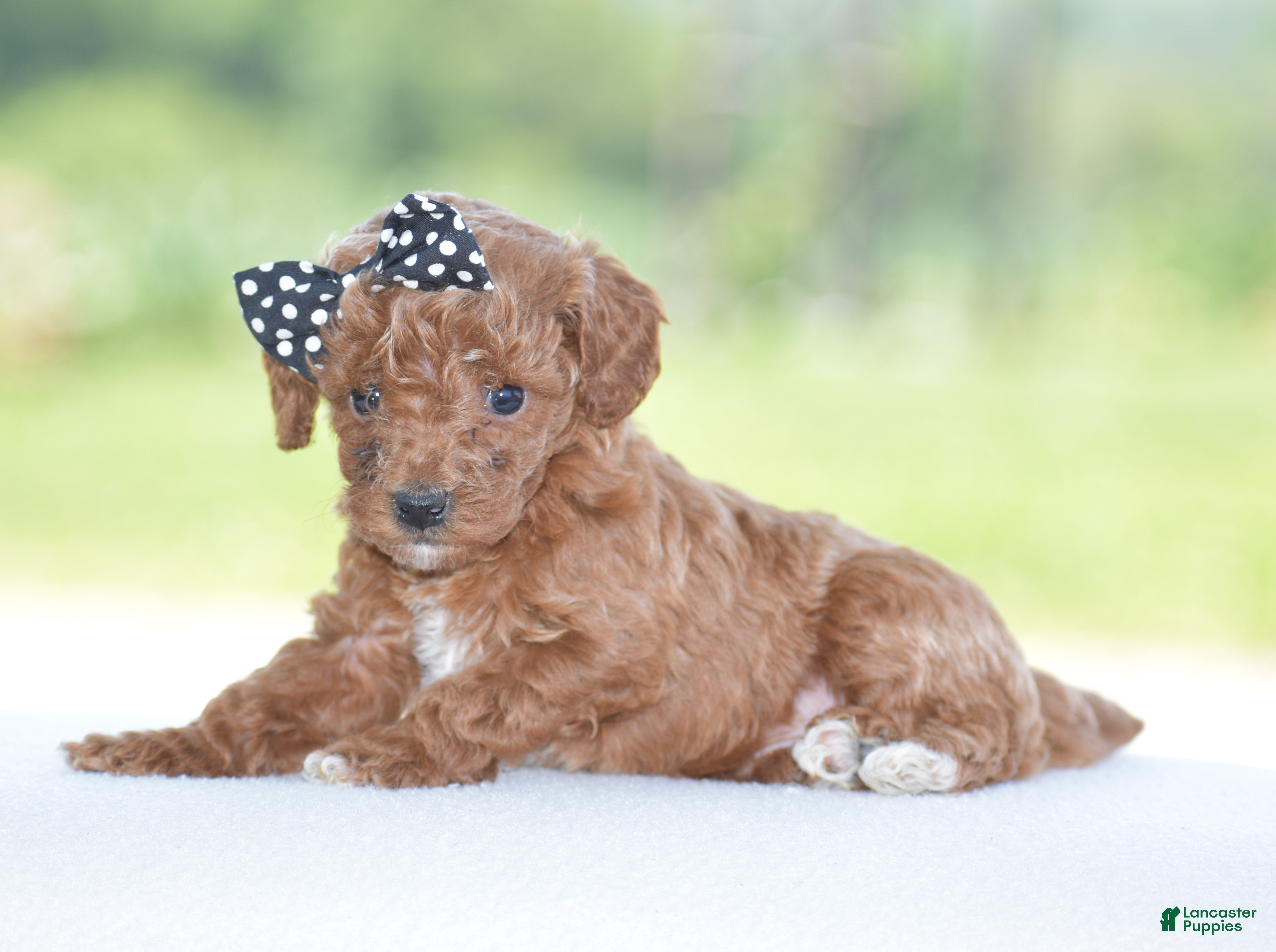 Miniature Poodle dogs Roxy - Ad 2