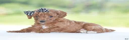 Miniature Poodle dogs for sale: Roxy - Ad 5
