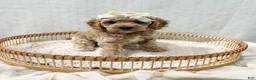 Cavapoo dogs for sale: Summer - Ad 9