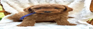 Rusty