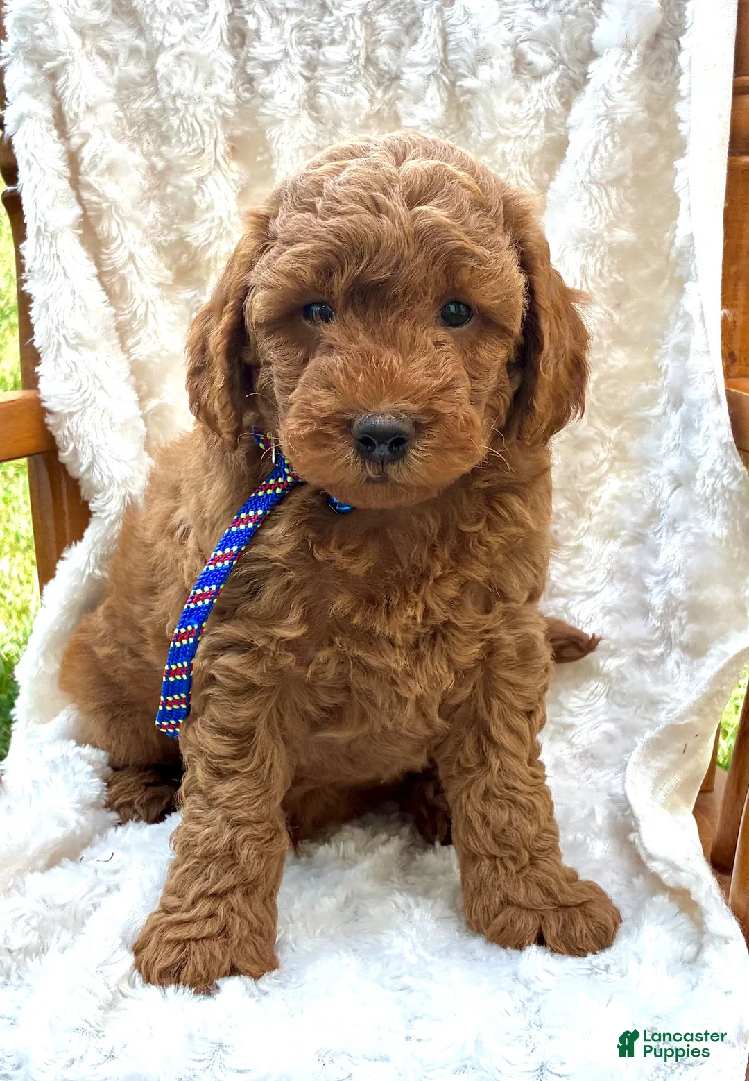 Mini Goldendoodle dogs for sale: Rusty - Ad 1