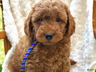 Mini Goldendoodle dogs Rusty - Ad 27